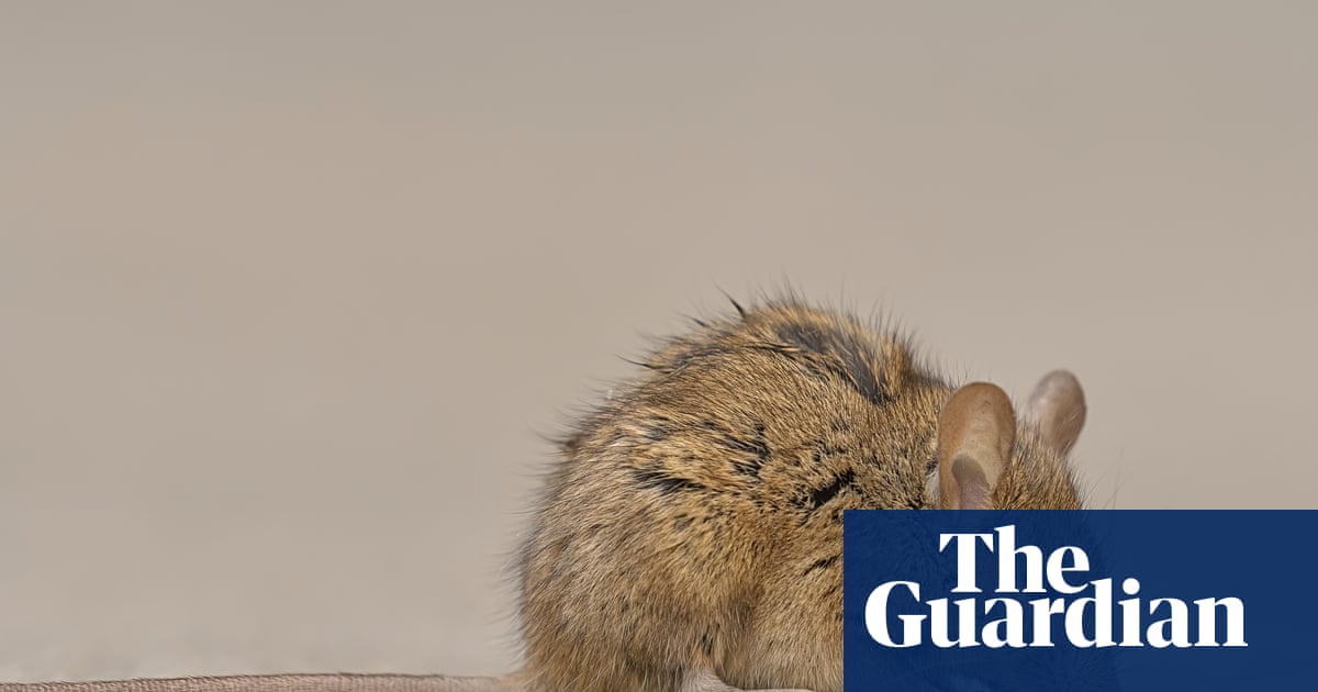 Washington State Warns Residents of Rats Emerging from Toilets Amidst Severe Flooding image from theguardian.com