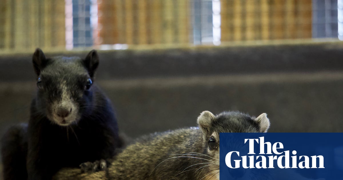 Rare Big Cypress Fox Squirrels Released Together After Rehabilitation in Southwest Florida image from theguardian.com