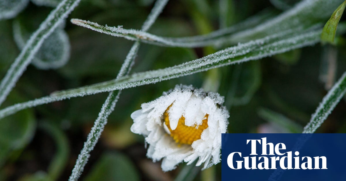 Winter Blooming of Hundreds of Plants in UK a Visible Signal of Climate Breakdown image from theguardian.com