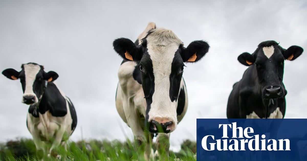 China Imposes Provisional Tariffs on EU Dairy Imports Amid Ongoing Trade Tensions image from theguardian.com