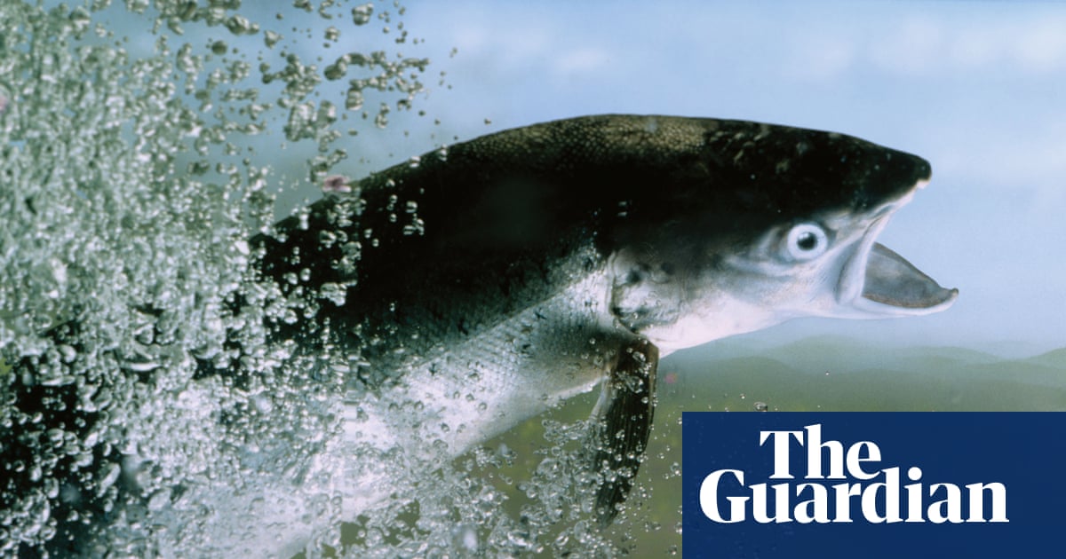 Young Atlantic Salmon Sighted in North-West England Rivers After a Decade image from theguardian.com