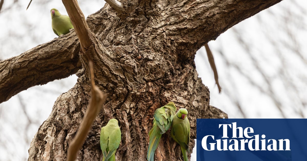Rapid Expansion of Ring-Necked Parakeets in UK Sparks Concern image from theguardian.com