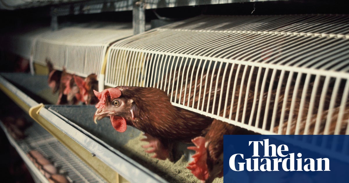UK Government Announces Ambitious Animal Welfare Reforms Including Ban on Hen Cages and Pig Farrowing Crates image from theguardian.com