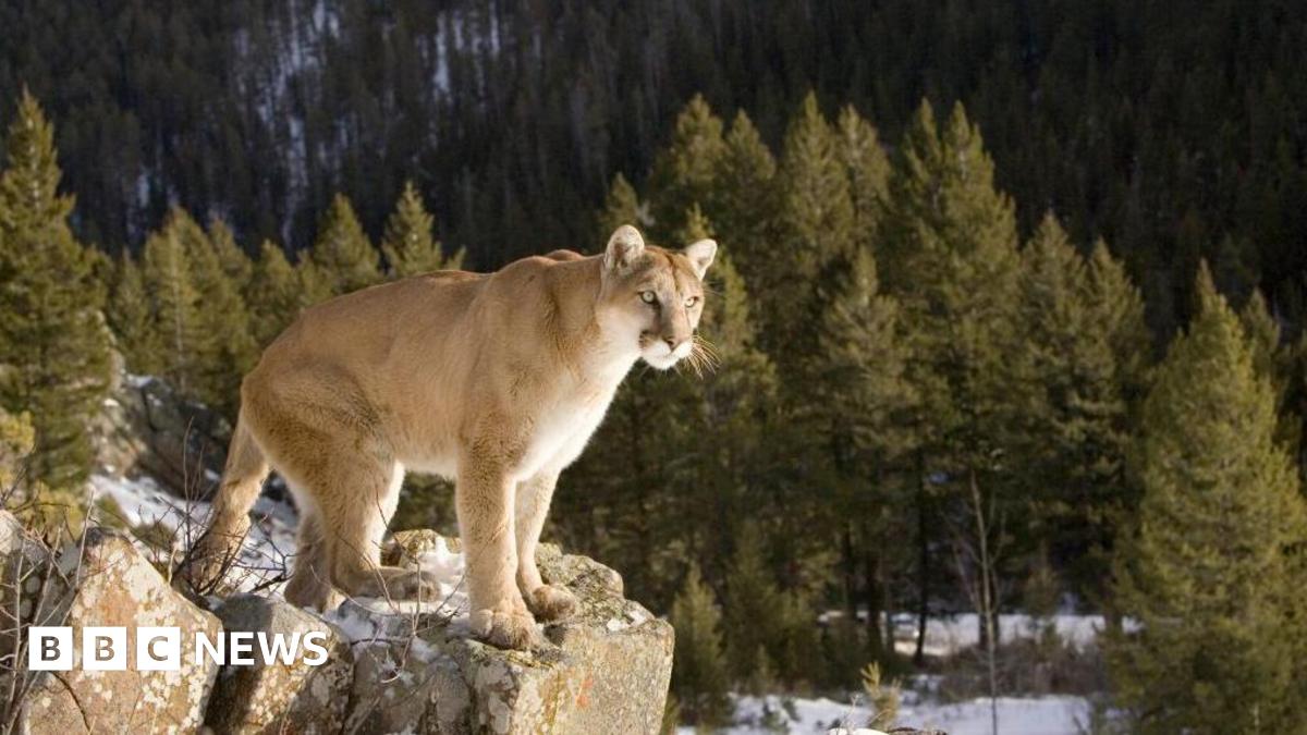 Colorado woman's death believed to be caused by mountain lion on Crosier Mountain Trail image from bbc.co.uk