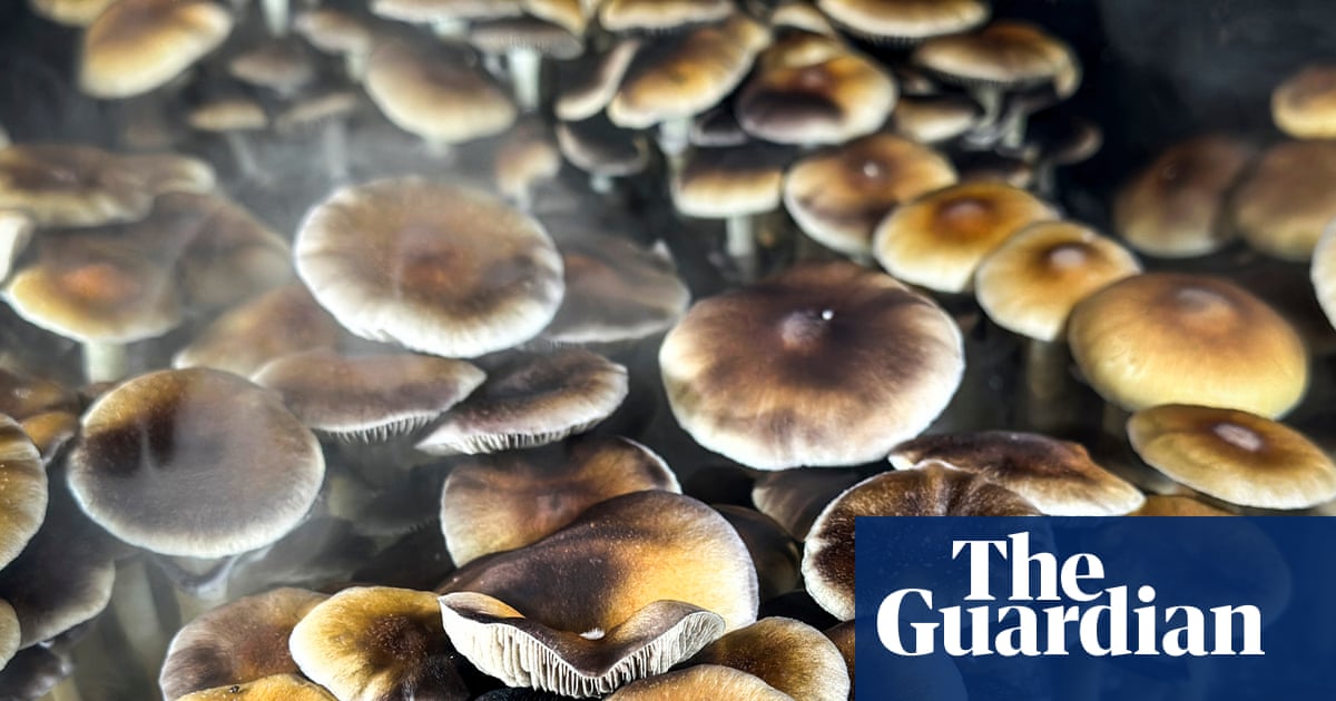 Psychedelic Drugs Gain Support Among US Right-Wing Figures as Ibogaine Emerges in PTSD Treatment image from theguardian.com