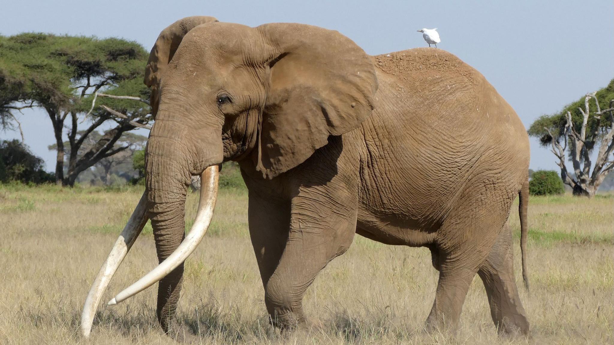 Craig, Africa's Iconic 'Super Tusker', Dies Naturally at Amboseli National Park image from bbc.co.uk