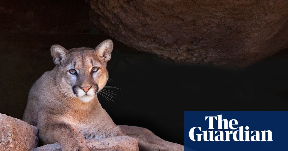 Woman Found Dead in Colorado in Suspected Mountain Lion Attack image from theguardian.com