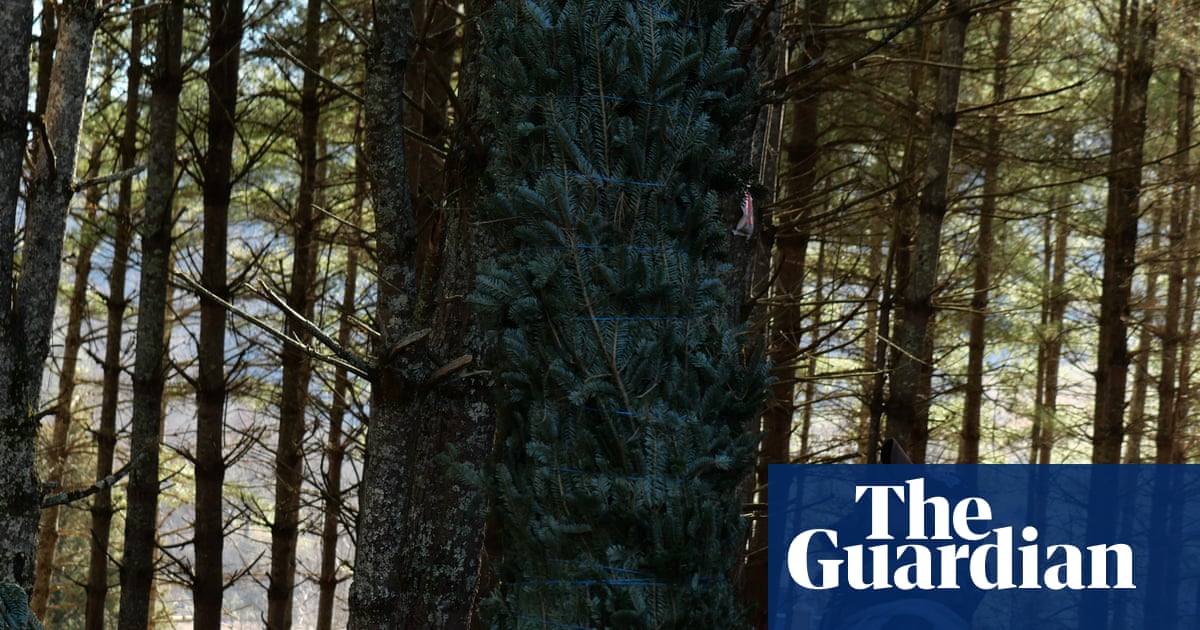 North Carolina's Christmas Tree Industry Relies Heavily on Immigrant Labor Under H-2A Visa Program image from theguardian.com