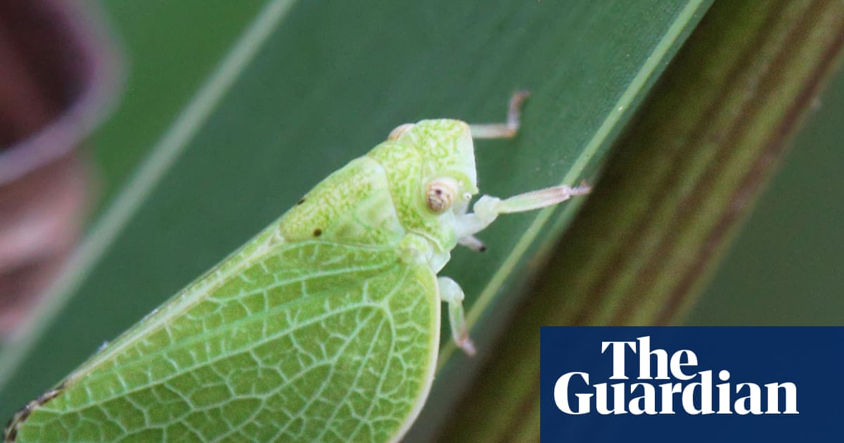 Climate Warming Boosts Crop Pests, Threatening Global Food Security image from theguardian.com
