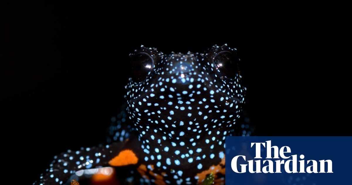 Endangered Galaxy Frogs Presumed Dead Following Habitat Disturbance in Kerala's Western Ghats image from theguardian.com