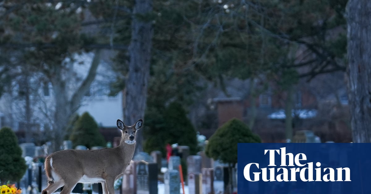 Record Cold in Northern Canada and Warmest Christmas Day in US Amid Intense Weather Contrasts image from theguardian.com