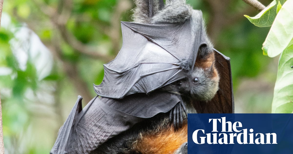 Queensland Halts Plan to End Shooting of Flying Foxes, Allows Continued Lethal Control image from theguardian.com