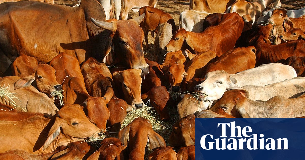 China Imposes 55% Tariff on Australian Beef, Industry Reacts with Disappointment image from theguardian.com