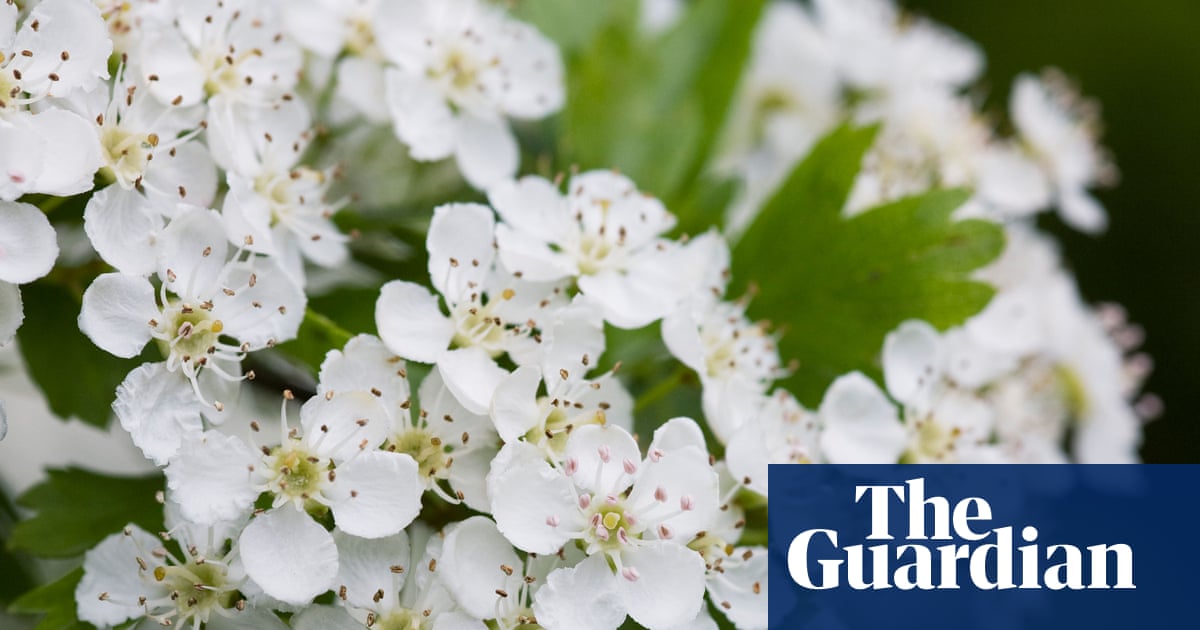 RHS Urges Planting of Native 'Tredges' to Boost Tree Cover in England's Gardens image from theguardian.com
