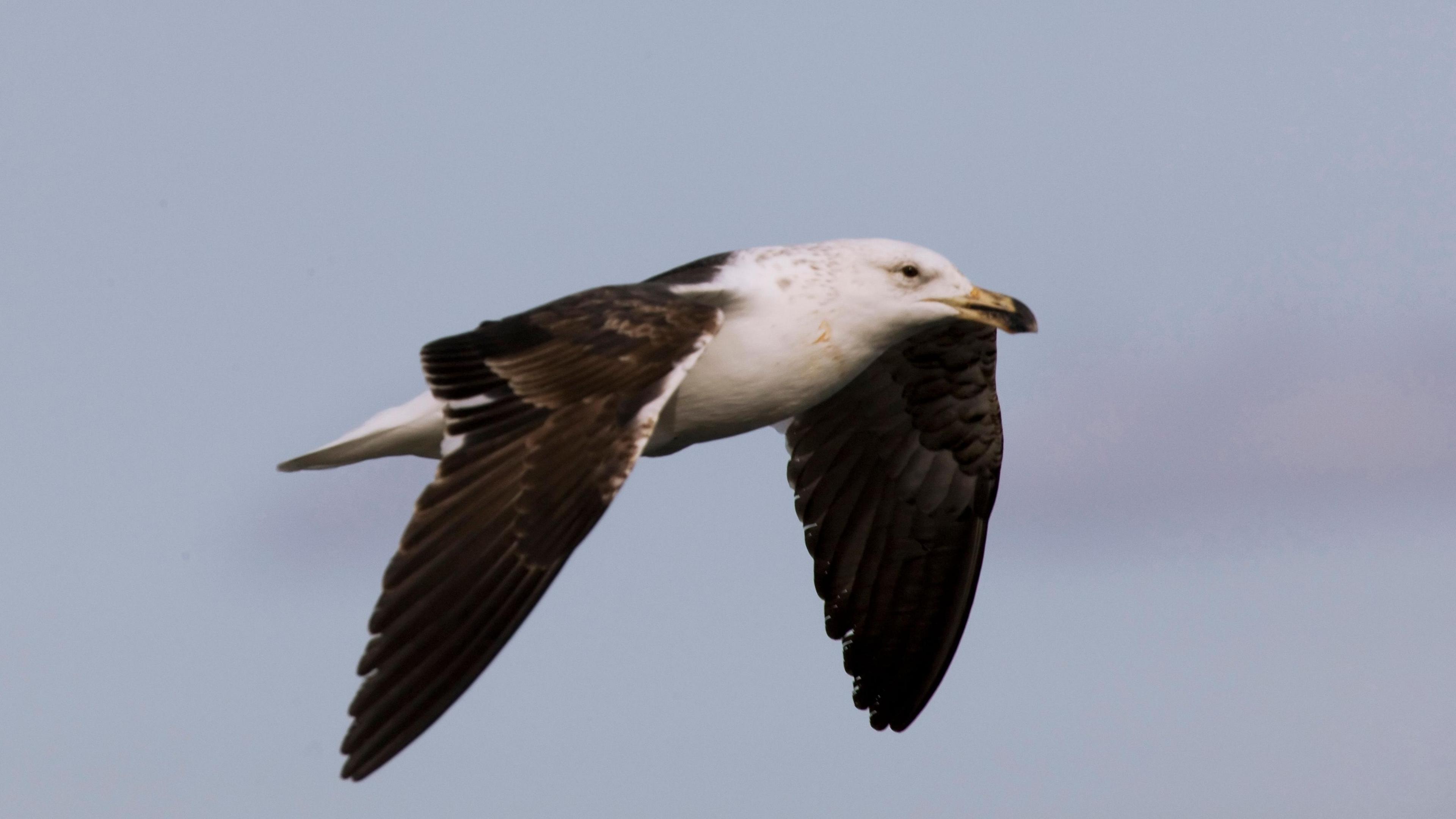 Efforts to Protect Endangered Albatrosses from Bycatch Near Cape Point image from bbc.co.uk