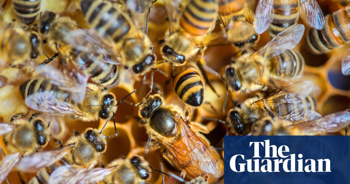 Environmental Advances and Research Highlights at the Close of 2025 image from theguardian.com