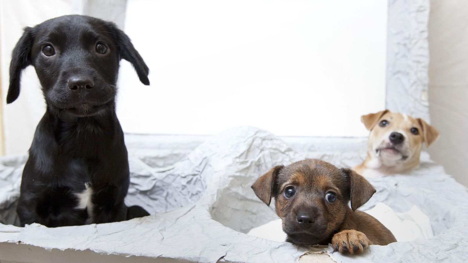 UK Government Unveils Ambitious Animal Welfare Strategy Including Bans on Puppy Farming and Trail Hunting image from news.sky.com