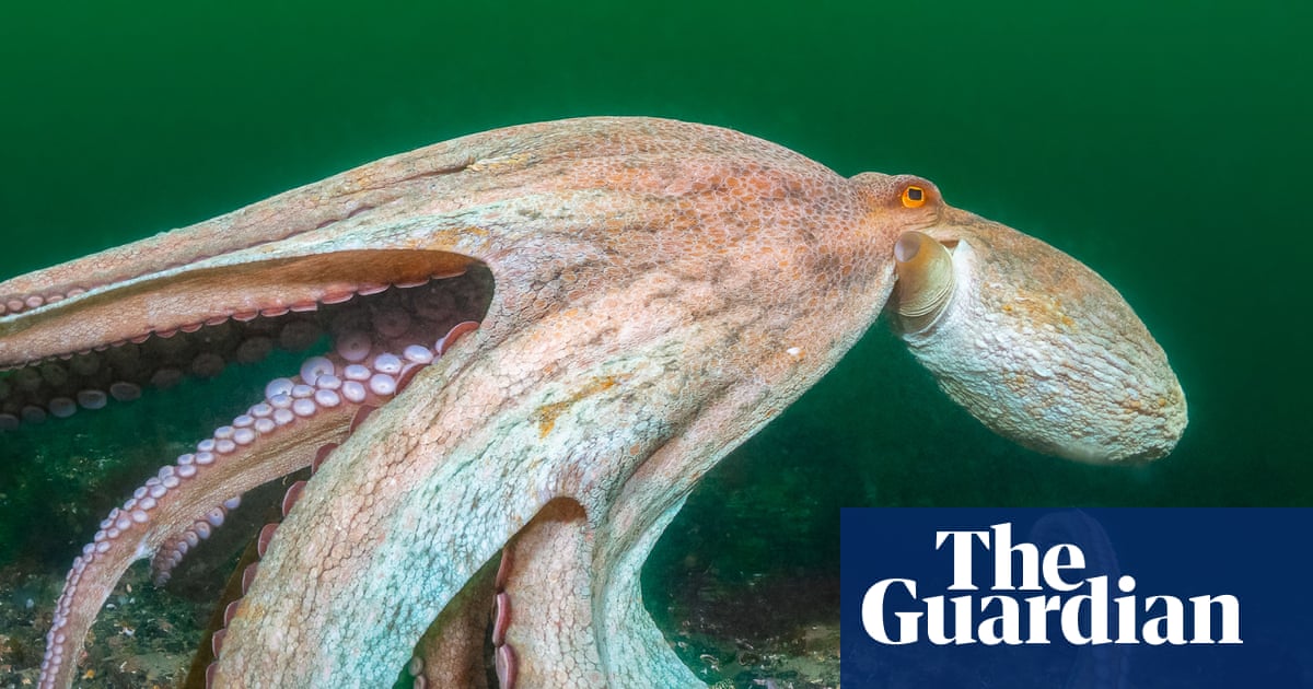 2025 Declared Year of the Octopus as Record Sightings Hit England's South Coast image from theguardian.com
