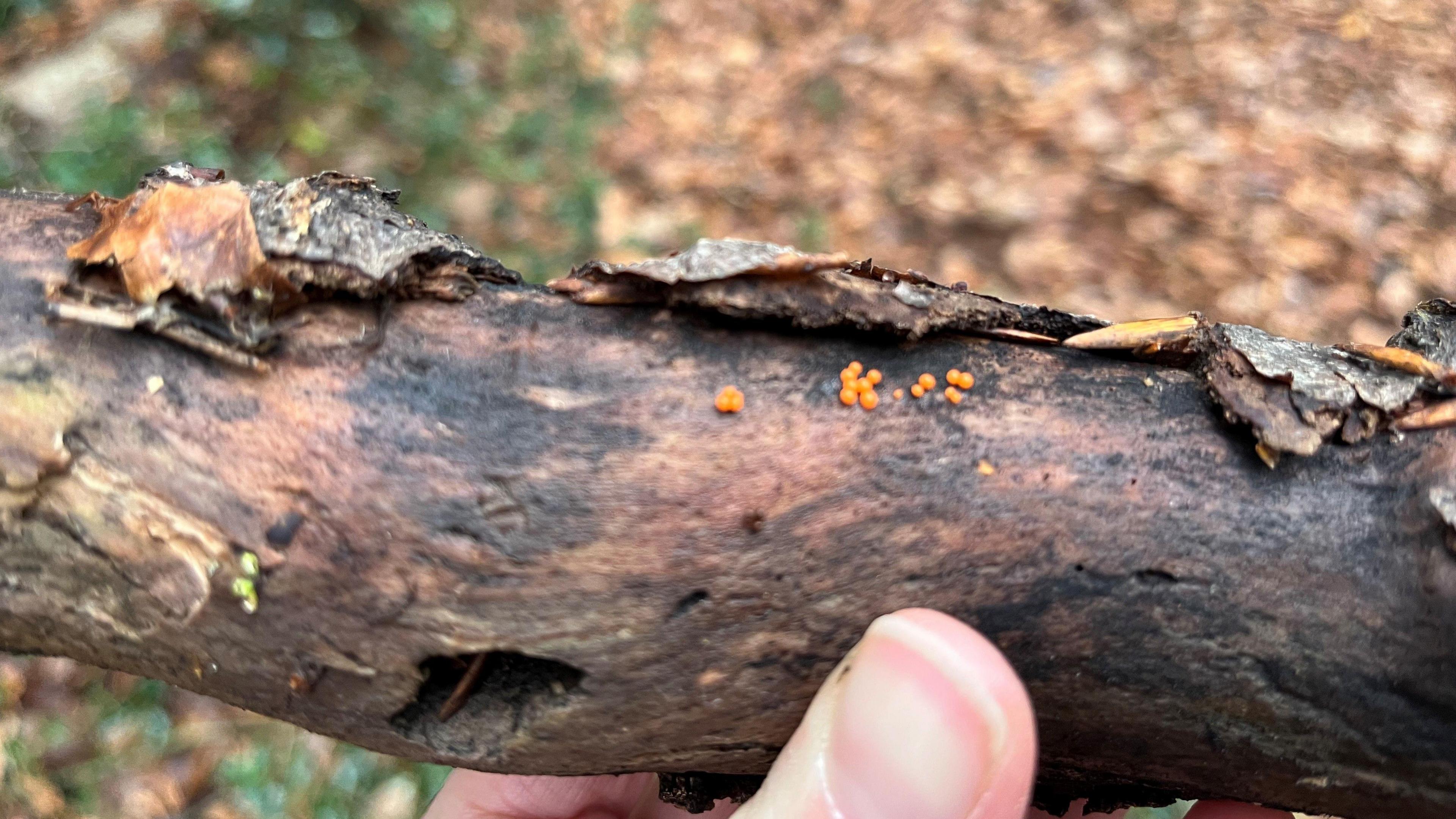 Barry Webb's Award-Winning Slime Mould Photography Explores Unique Organisms image from bbc.co.uk