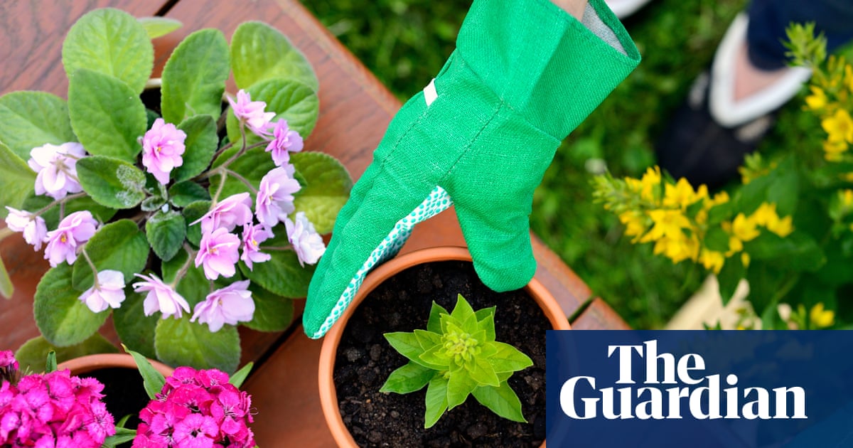 RHS Predicts 2026 Garden Trends Featuring Tabletop Mini-Vegetables and Drought-Resistant Plants image from theguardian.com