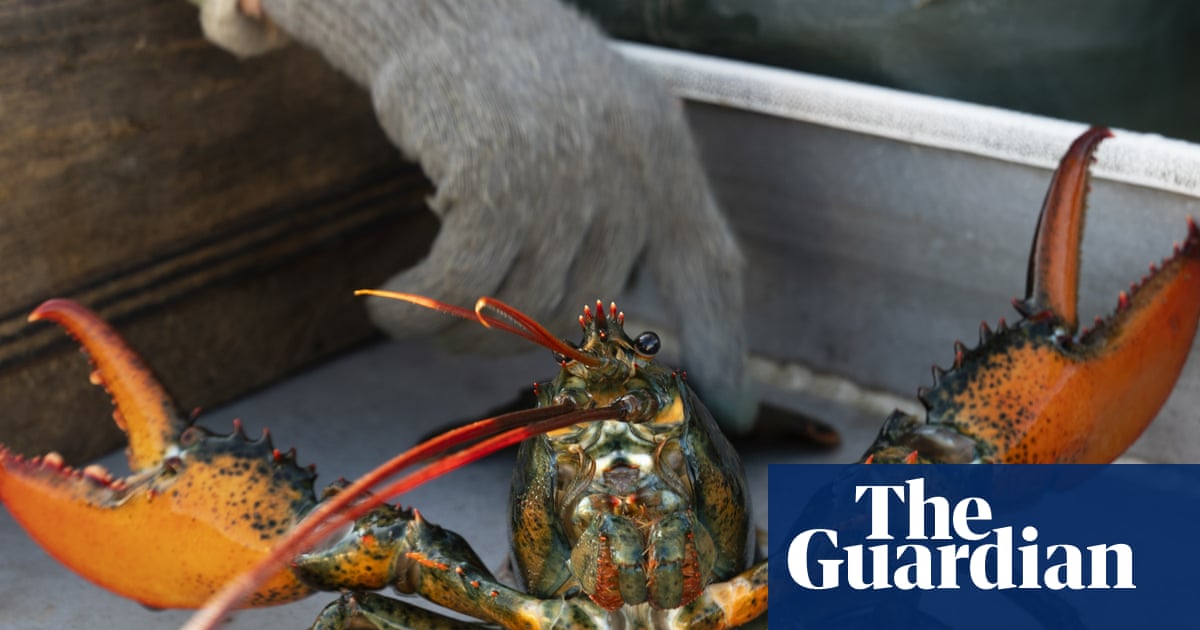 Labour to Ban Boiling Lobsters Alive and Tighten Animal Welfare Laws in England image from theguardian.com