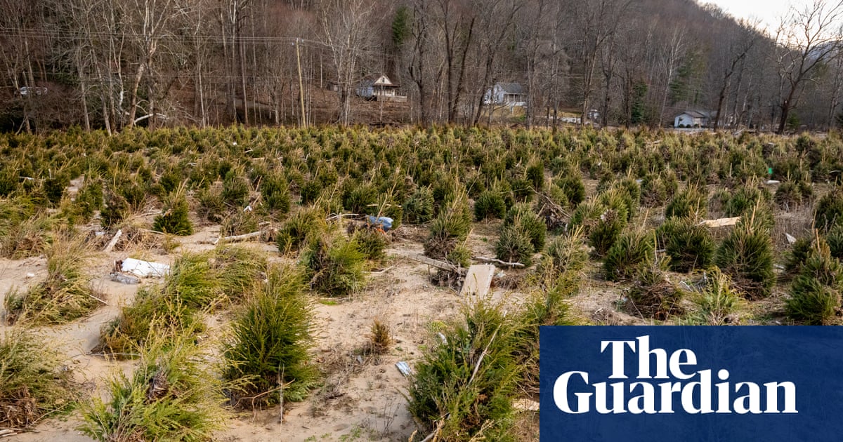 North Carolina Christmas Tree Farmers Recover Following Hurricane Helene Devastation image from theguardian.com